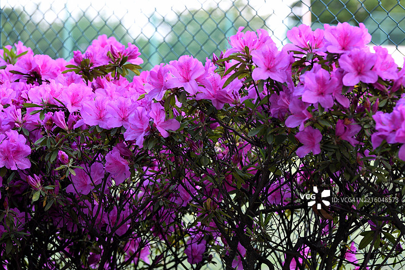 杜鹃花：东京公共公园中盛开的美丽灌木图片素材