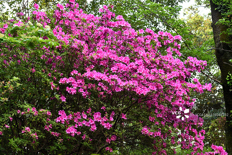 杜鹃花：东京公共公园中盛开的美丽灌木图片素材