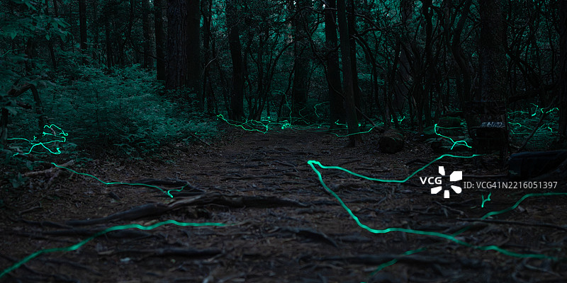 皮斯加国家森林中的蓝色幽灵萤火虫图片素材