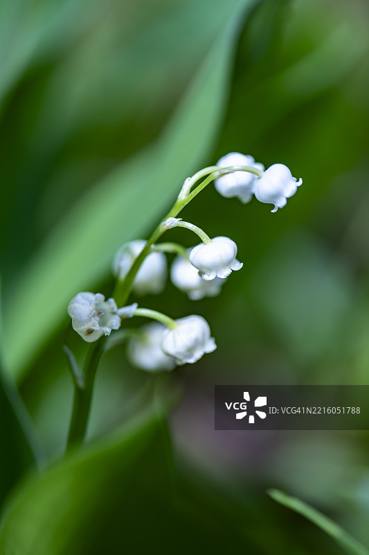 铃兰花，夏天的象征图片素材