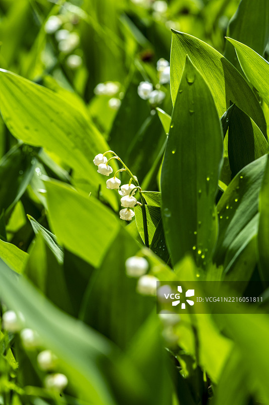 铃兰花，夏天的象征图片素材