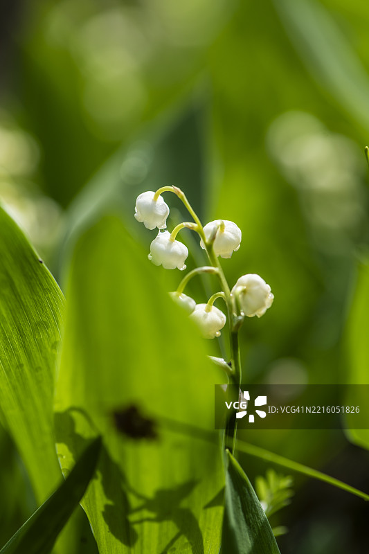 铃兰花，夏天的象征图片素材