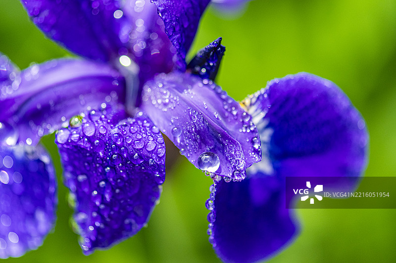 清晨的日本水鸢尾图片素材