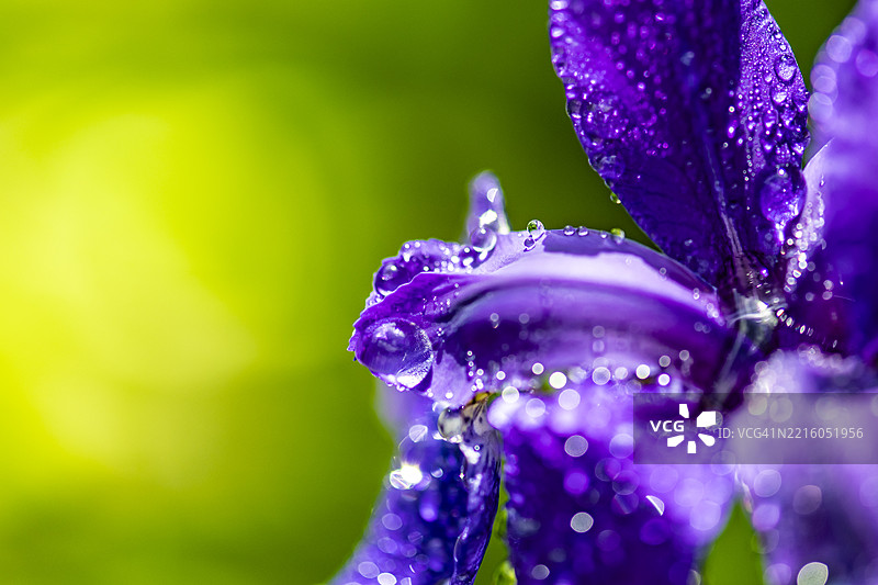 清晨的日本水鸢尾图片素材