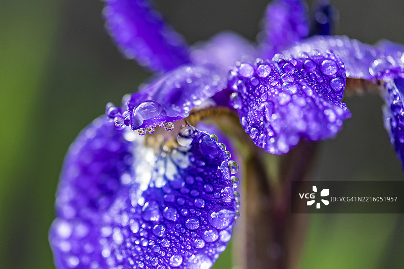 清晨的日本水鸢尾图片素材