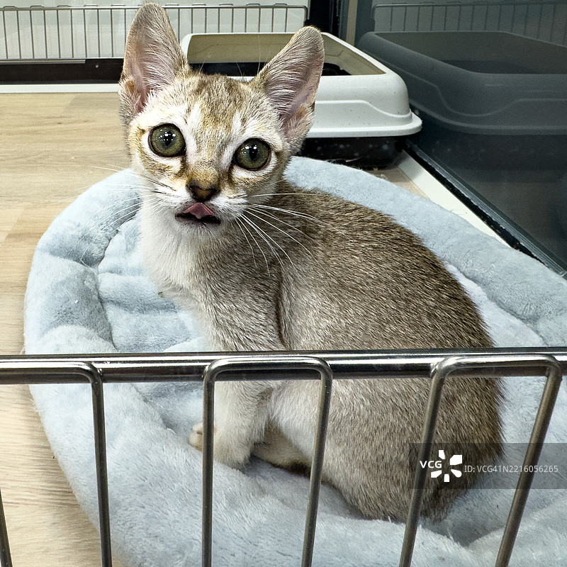 新加坡猫在宠物床上吐舌头图片素材