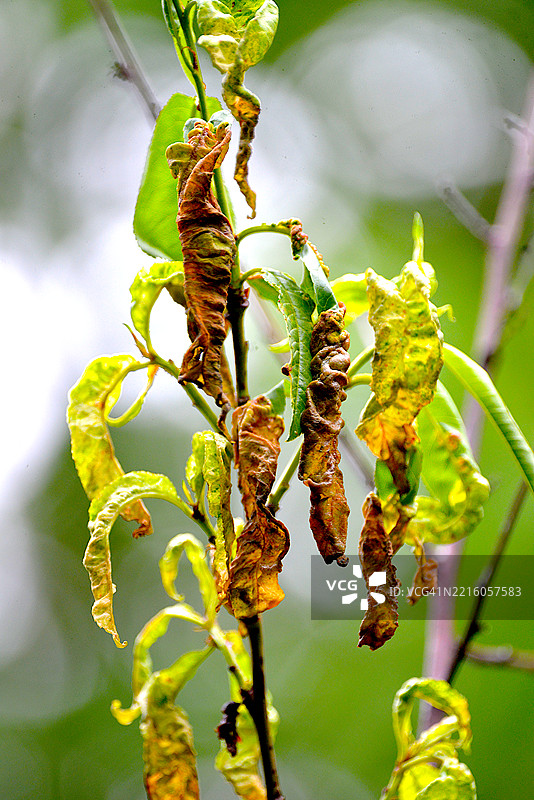 桃叶卷曲图片素材
