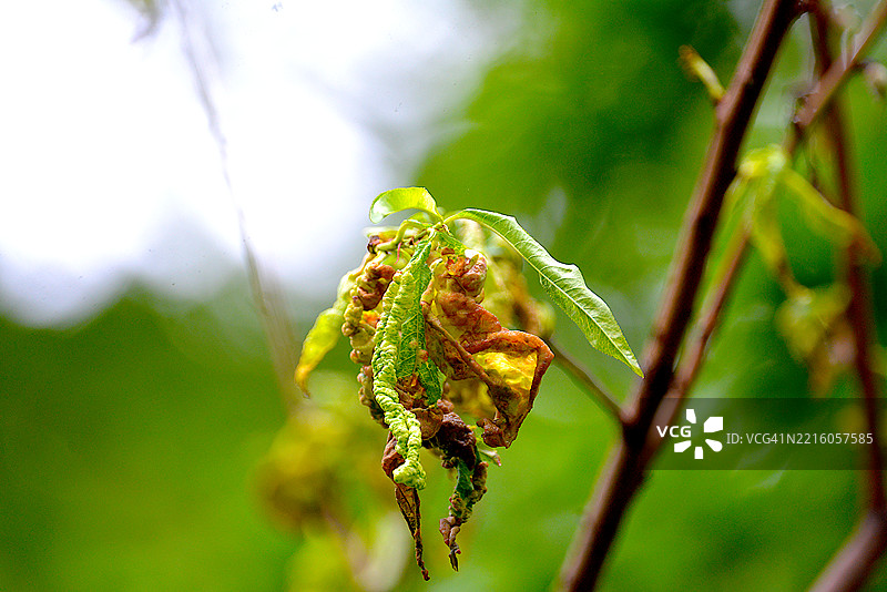 桃叶卷曲图片素材