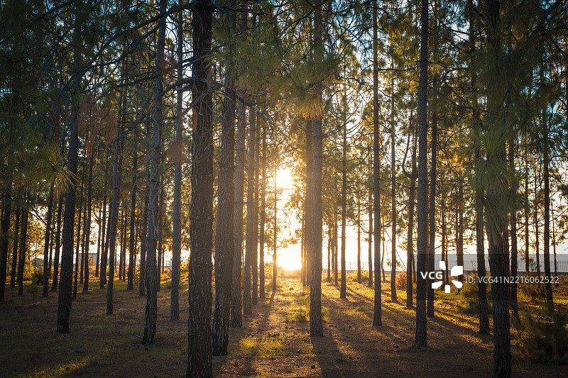 清晨阳光透过宁静的森林，色彩鲜艳。图片素材