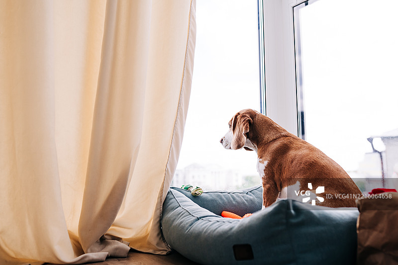 悲伤的比格犬透过窗户望出去，身边有玩具和舒适的床。图片素材