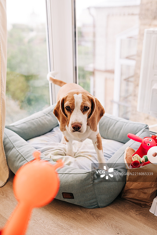 活泼的比格犬在明亮的室内环境中与玩具一起享受舒适的床铺图片素材