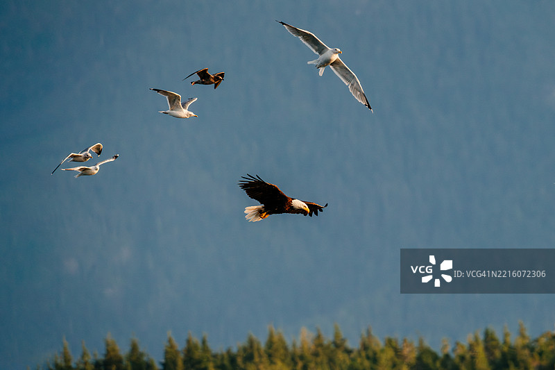 秃头鹰翱翔，海鸥紧随其后图片素材