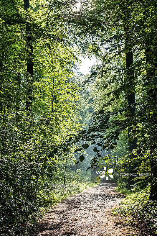 春天的海滩森林中的泥土小径图片素材