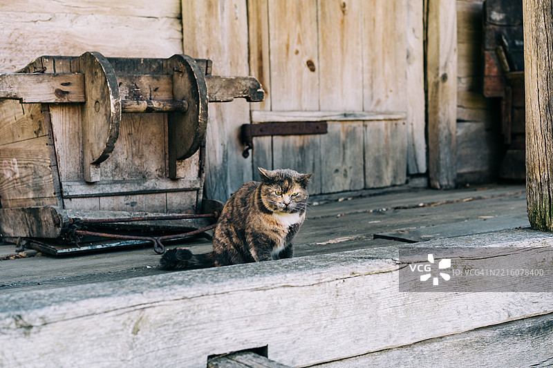 乡村风格的木质门廊上，一只猫在阳光下悠闲地放松图片素材