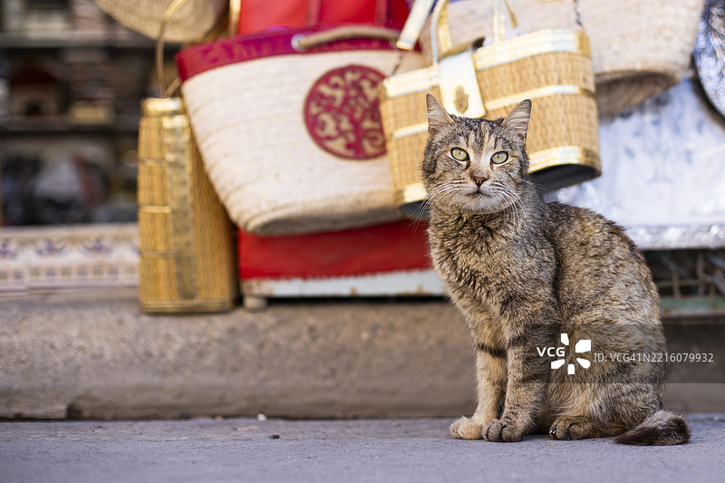 坐在商店前面的猫图片素材