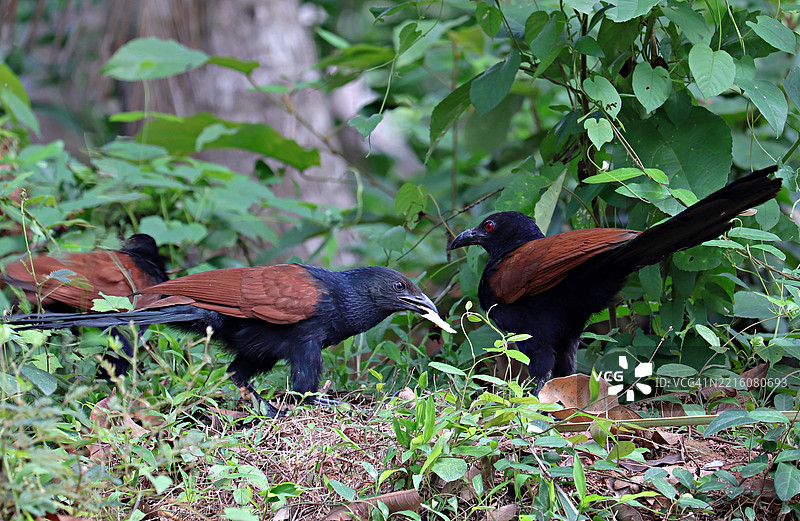 母大冠鹃/乌鸦雉/中华冠鹃在喂养幼鸟/幼雏/喀拉拉邦图片素材