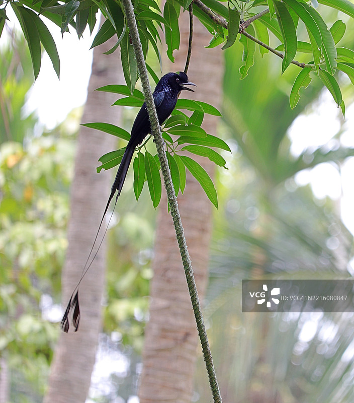 大尾鵰 /Dicrurus paradiseus/ 栖息在家后院的晾衣绳上 / 清晨的阳光 / 喀拉拉邦图片素材