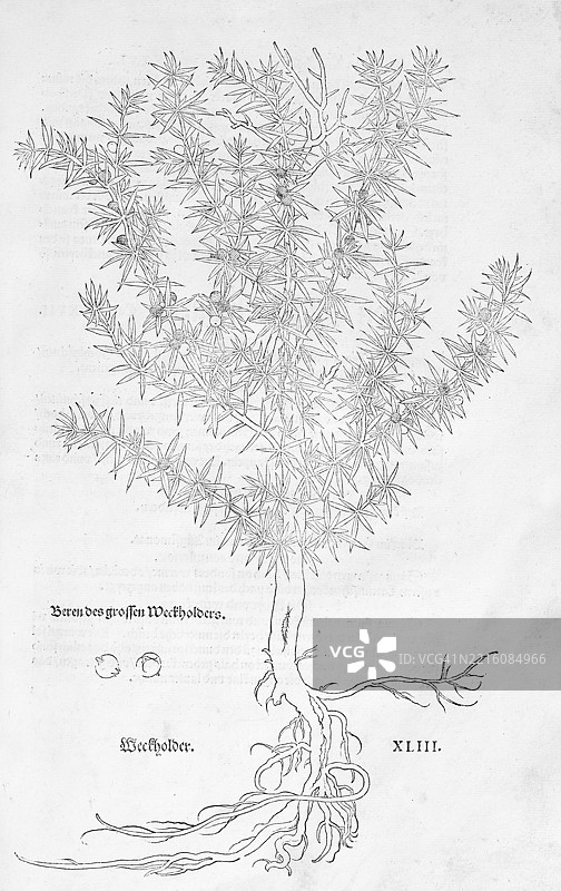 普通刺柏(Juniperus communis),由莱昂哈特·福克斯(Leonhart Fuchs)雕刻,出自《新草药书》(New Kreüterbuch),迈克尔·伊辛格林(Michael Isingrin)出版,瑞士巴塞尔,1543年,欧洲图片素材