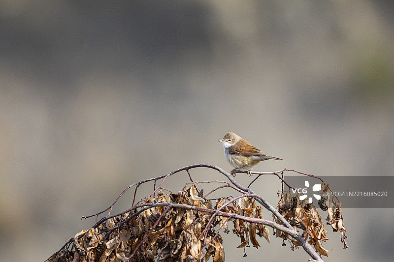 普通白喉歌鸲（Sylvia communis）德国图片素材