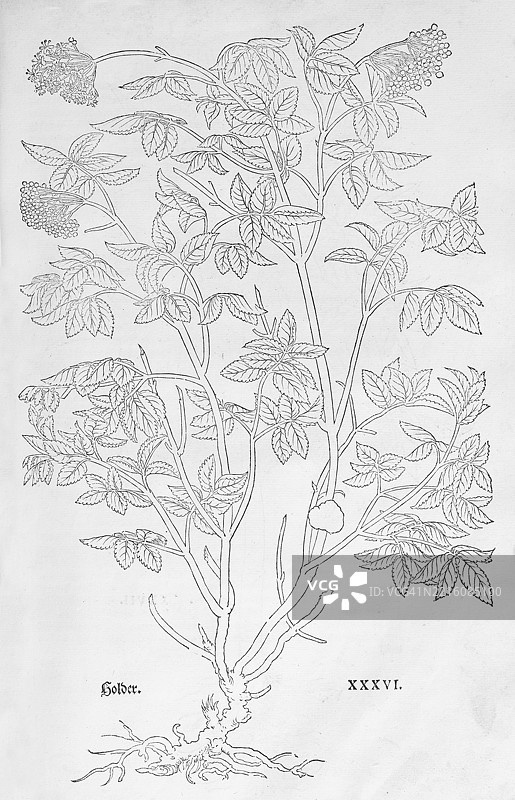 阿米大戟（Ammi majus），莱昂哈特·福克斯的木刻版画，来自《新草药书》，迈克尔·伊辛格林，瑞士巴塞尔，1543年，欧洲图片素材