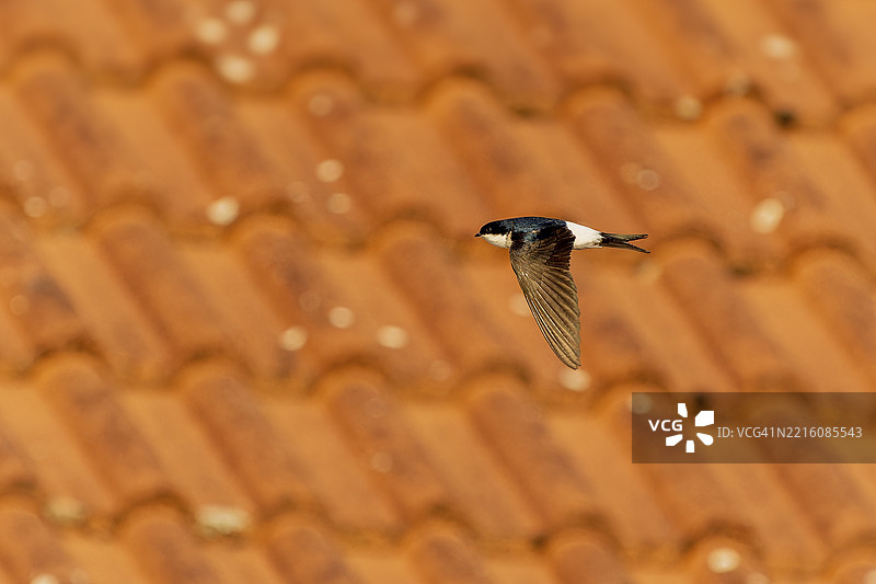 在阳光明媚的天气里，燕子飞过瓦屋顶，家燕（Delichon urbicum，别名：Delichon urbica），野生动物，德国，欧洲图片素材