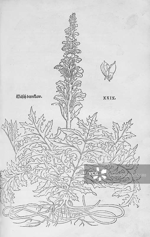 常见猪草，软猪草（Acanthus mollis），由莱昂哈特·福克斯木刻，来自《新草药书》，迈克尔·伊辛格林，瑞士巴塞尔，1543年，欧洲图片素材