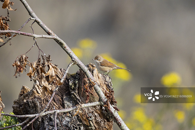 普通白喉歌鸲（Sylvia communis）德国图片素材