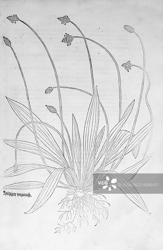 肋叶车前草（Plantago lanceolata）由莱昂哈特·福克斯创作的木刻，出自《新草药书》，迈克尔·伊辛格林，瑞士巴塞尔，1543年，欧洲图片素材