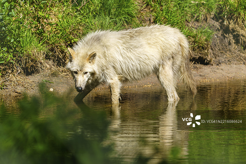 一只孤独的狼站在水中，四周被茂密的植被环绕，北极狼（Canis lupus arctos），德国，欧洲图片素材