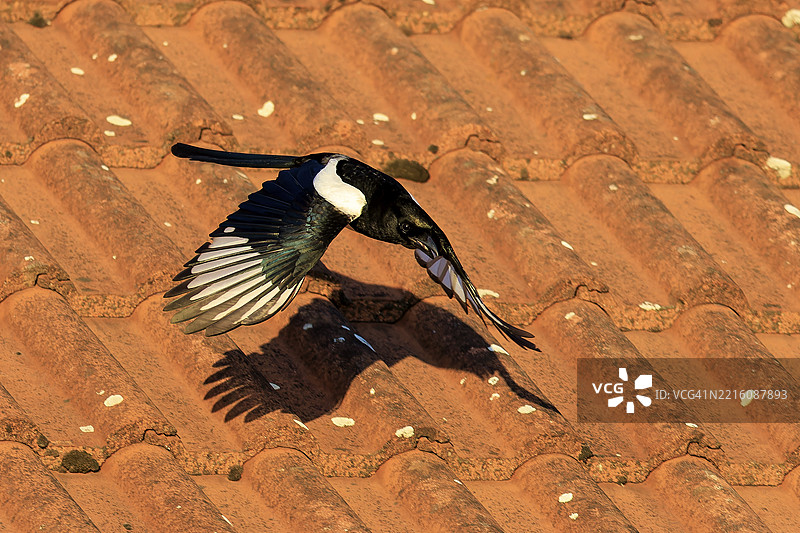 一只喜鹊飞过陶土瓦屋顶，投下明显的阴影，喜鹊（Pica pica）野生动物，德国，欧洲图片素材