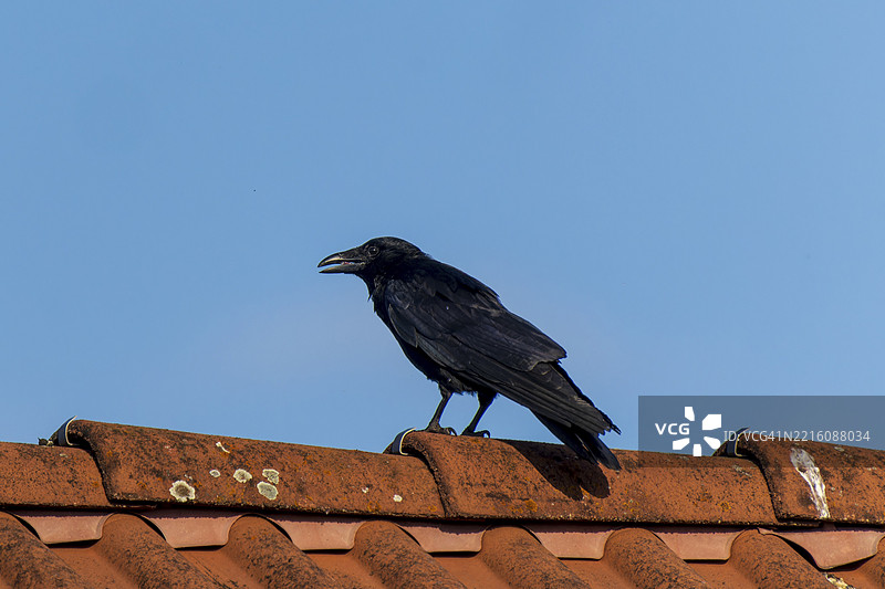 一只黑色乌鸦栖息在蓝天下的红瓦屋顶上，渡鸦（Corvus corone）野生动物，德国，欧洲图片素材
