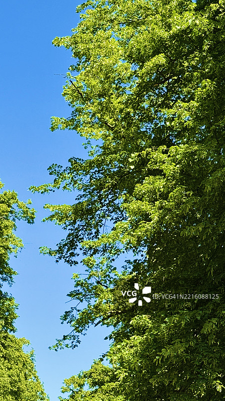 大叶椴树（Tilia Platyphyllos）的特写天空视角图片素材