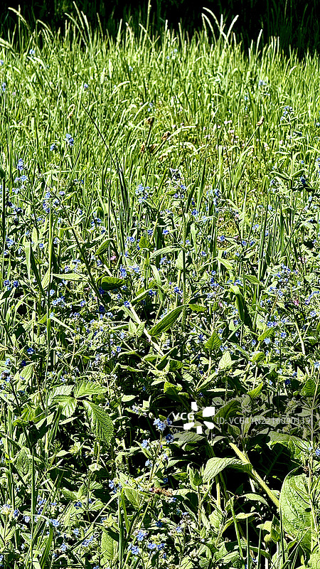 林地的植物和动物，包括含苞待放、盛开的绿碱蓬（Pentaglottis Sempervirens）及其特写。图片素材