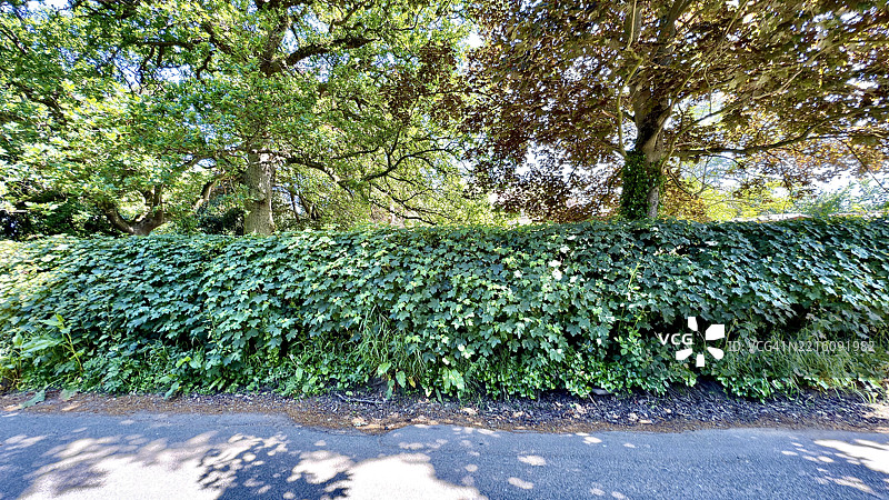 乡间小路旁的树篱特写风景图片素材