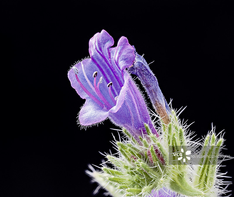 黑色背景上的小紫色野花特写细节。图片素材