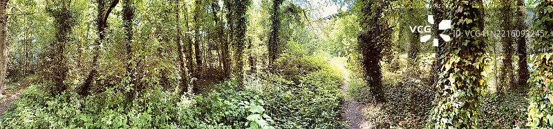 全景视角的林地场景，树木上常春藤紧贴树干生长的特写镜头图片素材
