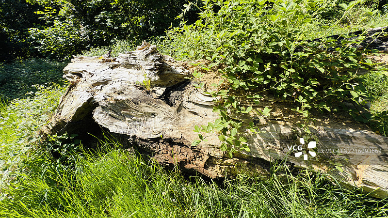 林地场景，老旧腐烂的树干被榆叶黑莓（Rubus Ulmifolius）侵占，特写镜头。图片素材
