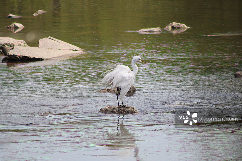 白鹭侧面停在湖岸，克里夫科尔，密苏里州，美国图片素材
