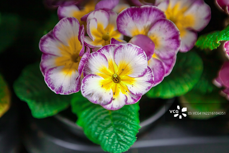 白色背景上的紫罗兰花，家居花卉紫罗兰，盛开的花序，蓝色矮牵牛，矮牵牛杂交花卉，农业生活，园艺，俄罗斯图片素材