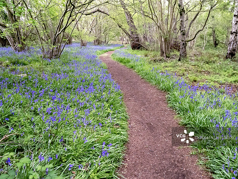 蓝铃花沿着英格兰森林的小径盛开图片素材