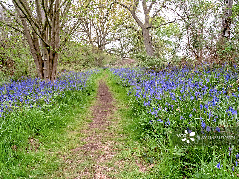 蓝铃花沿着英格兰森林的小径盛开图片素材