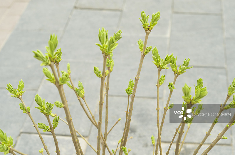 城市中树枝上的春芽图片素材