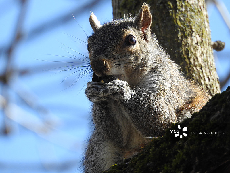 灰色松鼠在吃花生的特写，纽约，美国图片素材