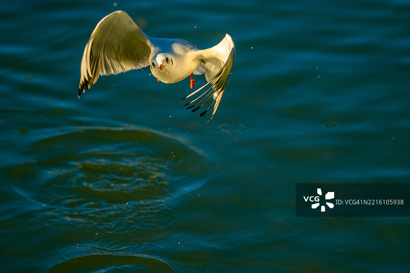 湖面上飞翔的海鸥特写图片素材