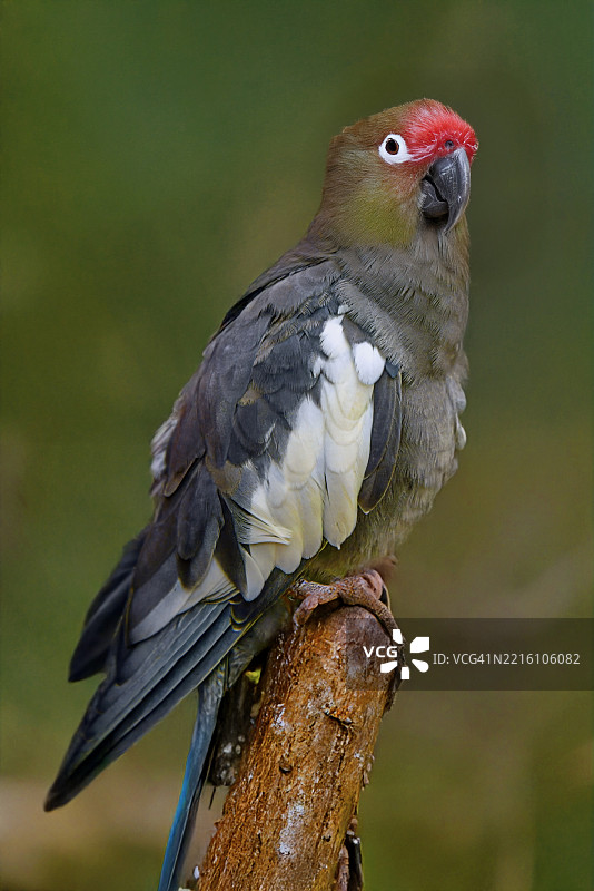 啄木鸟栖息在木头上的特写镜头图片素材