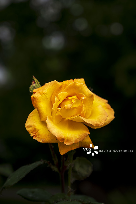 黄色玫瑰的特写镜头图片素材