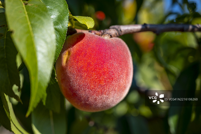 树上的苹果特写图片素材
