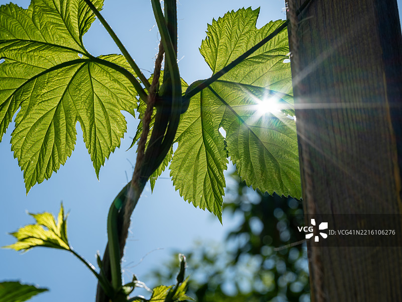 低角度视图的叶子与天空，科罗拉多州福特柯林斯，美国图片素材