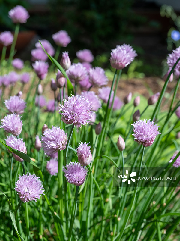 科罗拉多州福特柯林斯市的粉色开花植物特写图片素材