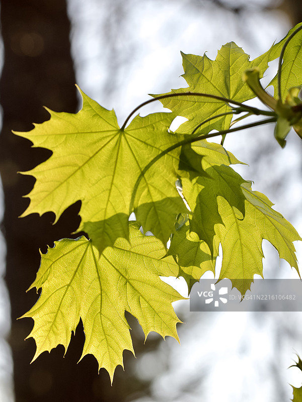 春天的挪威枫树叶 Acer platanoides，马萨诸塞州威尔斯利，美国图片素材